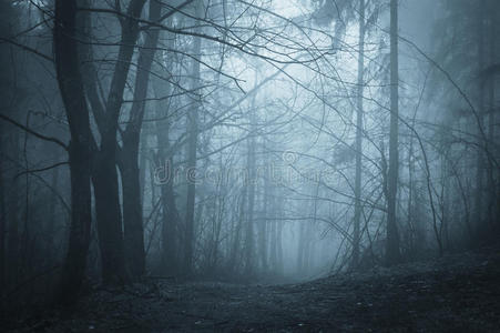 令人毛骨悚然的夜晚夜晚有雾的黑暗森林中的蓝色雾照片