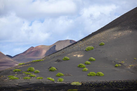 兰扎罗特火山葡萄酒产区的稀疏植被