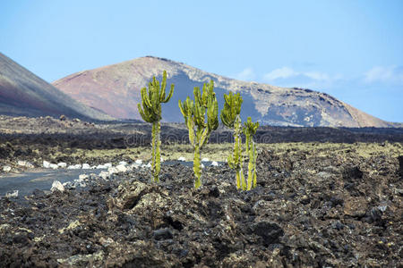 兰扎罗特火山土上生长的仙人掌