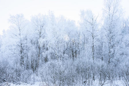 冬日的阳光，白雪覆盖的森林树木