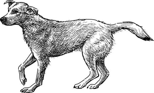 素描超萌狗图片