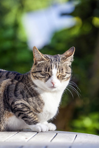 睡在木桌上的可爱猫