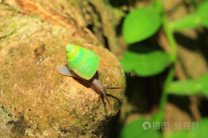 斯里兰卡绿蜗牛