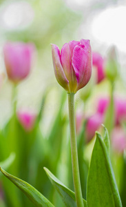 粉红色郁金香花