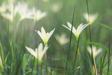 美丽的雨百合花, Zephyranthes 百合仙女百合小