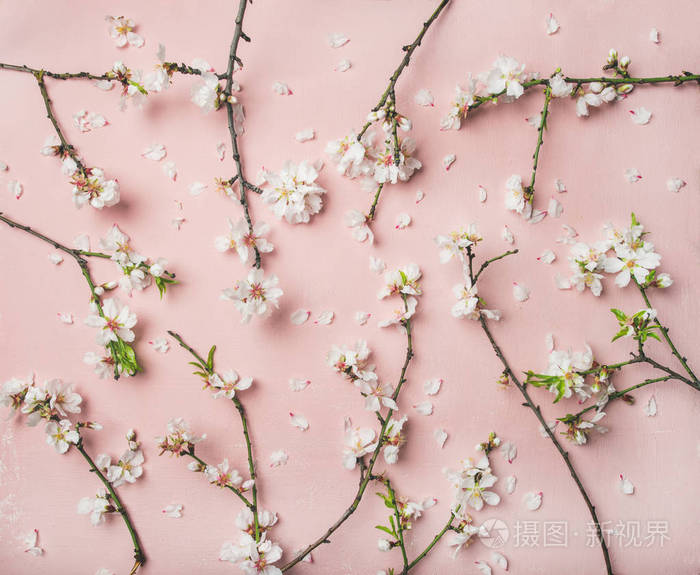 春季花卉背景纹理和壁纸 平躺着白色的杏仁花 在浅粉色的背景上俯视复制空间 节日贺卡或婚宴照片 正版商用图片11idc5 摄图新视界