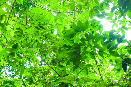 绿叶树枝自大观自然背景图片