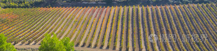 纳瓦拉圣地亚哥葡萄园的葡萄酒生产