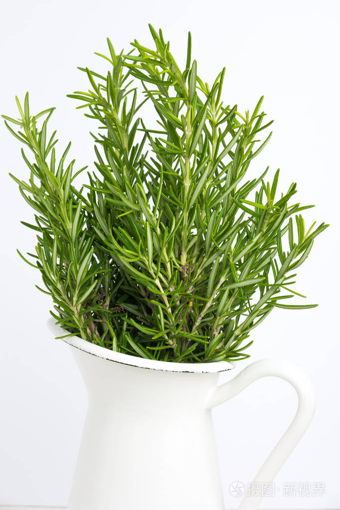 新鲜百里香药草生长在花瓶里