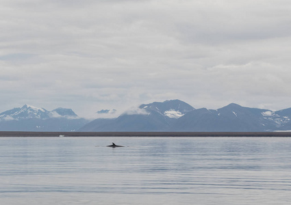 鲸鱼 Balaenoptera acutorostrata, 减少, 表面。Isfjorden 群岛