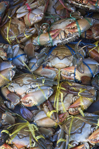 泰国KohSamui萨穆伊岛热带螃蟹在当地鱼市出售