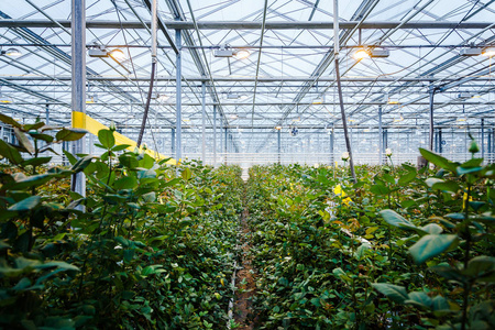 玻璃大棚内部内部的温室种植花卉和植物照片