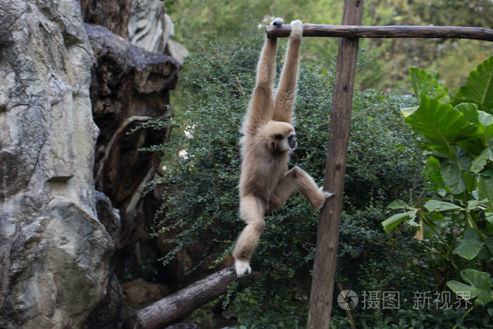 小猴子挂在树上