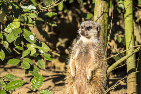 警报鼬, Suricata suricatta, 站在后卫