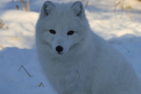 冬天一只北极狐狸坐在雪地里
