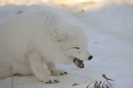 一只北极狐狸吃老鼠