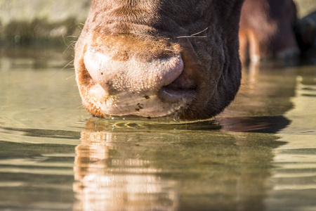 ankoleankole 牛饮水特写照片
