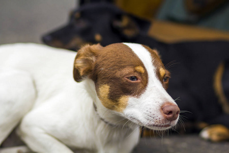 坐在白色和黄色拉布拉多猎犬的画像狗看着远离相机户外