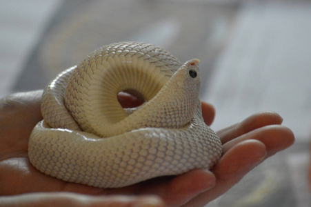 手掌心握着一条蛇照片