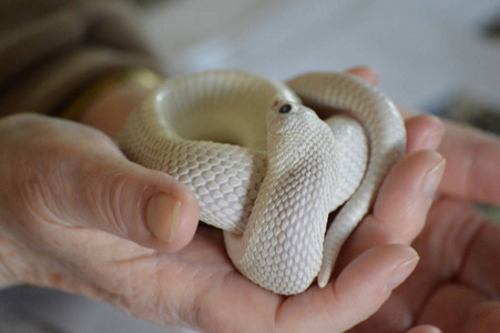 手掌心握着一条蛇 照片