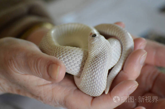 手掌心握着一条蛇