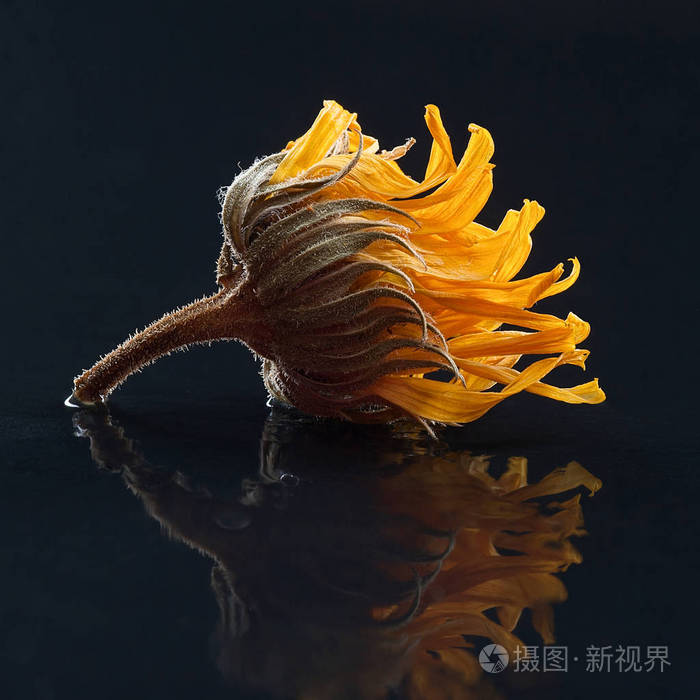 金盏菊黑色背景上的干花特写平方