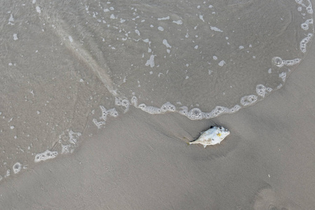 白色水污染死鱼搁浅在海滩上, 水污染概念照片