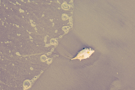 死鱼搁浅在海滩上, 水污染概念