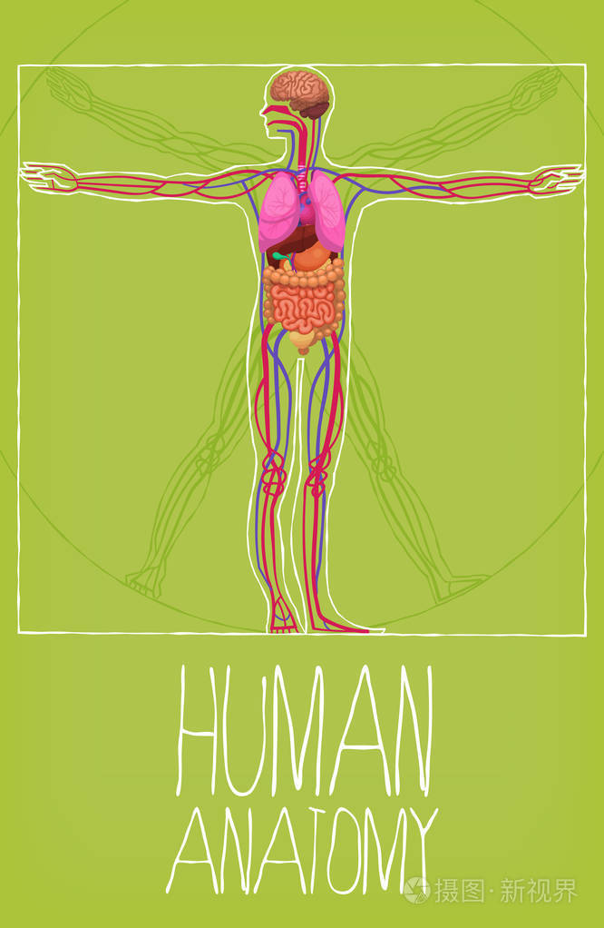 人体器官插画-正版商用图片11irui-摄图新视界