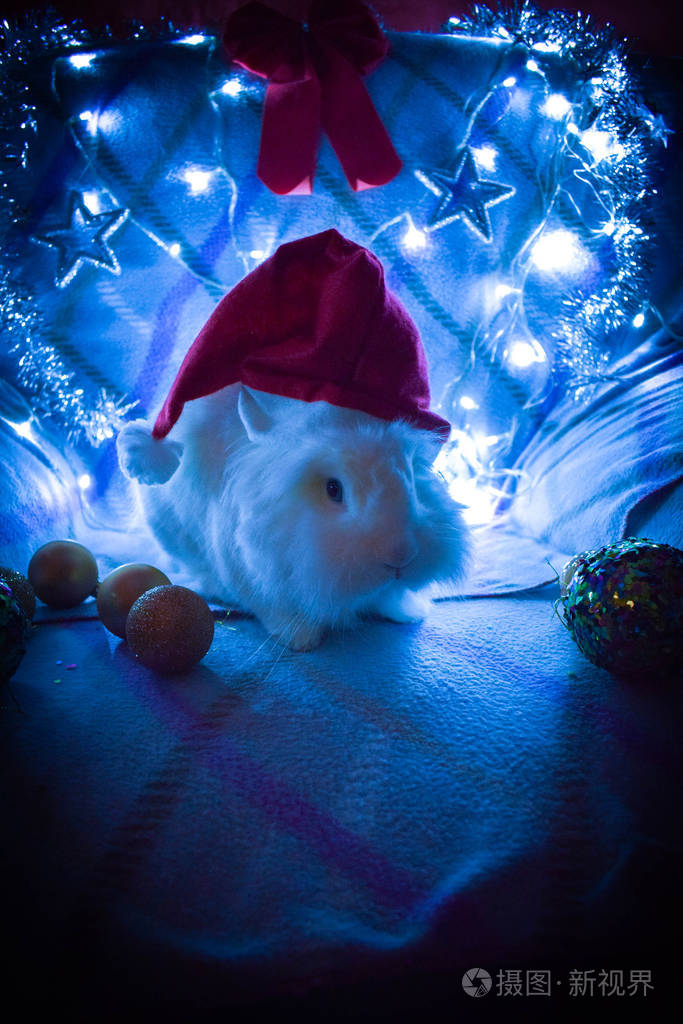 合上一只可爱的躺着的圣诞兔子. 蓝色冬天背景的可爱兔子照片-正版商