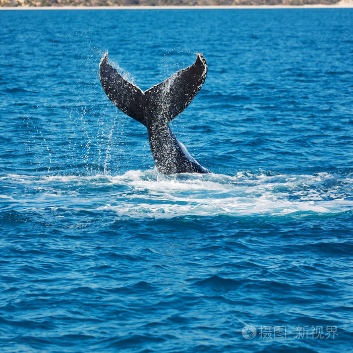在澳大利亚，海洋中的自由鲸鱼就像自由的概念