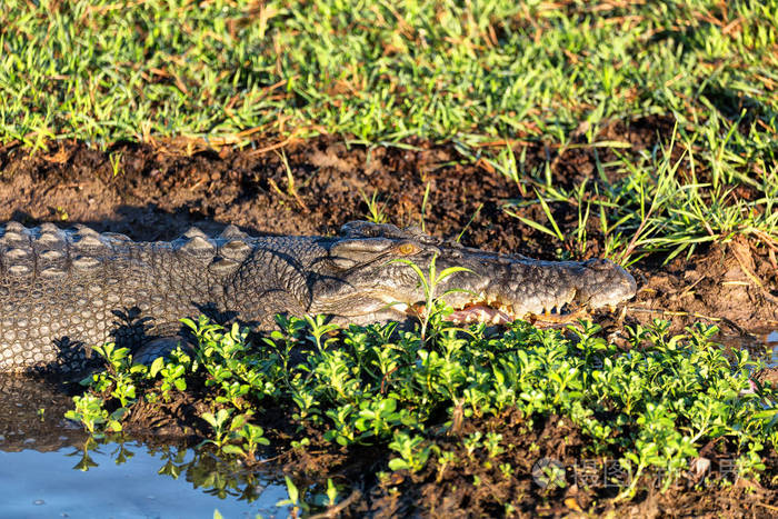 在澳大利亚的爬行动物鳄鱼在河里