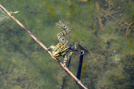 绿蛙在水中畅游藻类