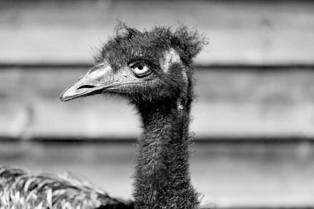 在澳大利亚公园，免费的EMU鸟和背景。