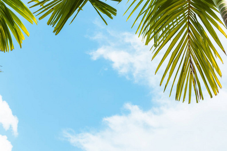 蓝天白云背景下的热带棕榈树