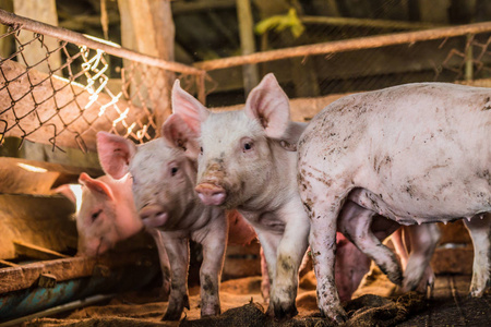 家畜猪传统养猪场的家畜照片