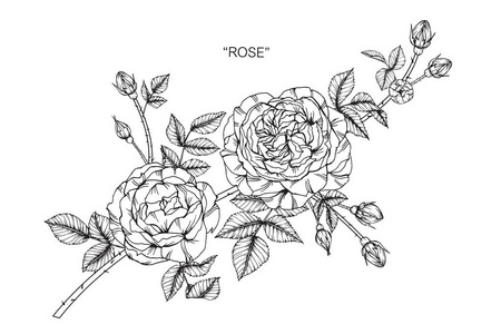 玫瑰花画插图。 黑白与线条艺术的白色背景。