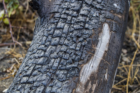 损坏的树木图片