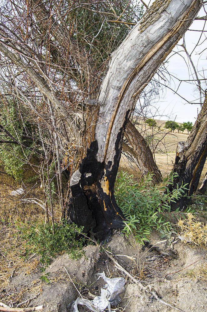 自然破坏森林火灾烧毁树木火灾中损坏树木