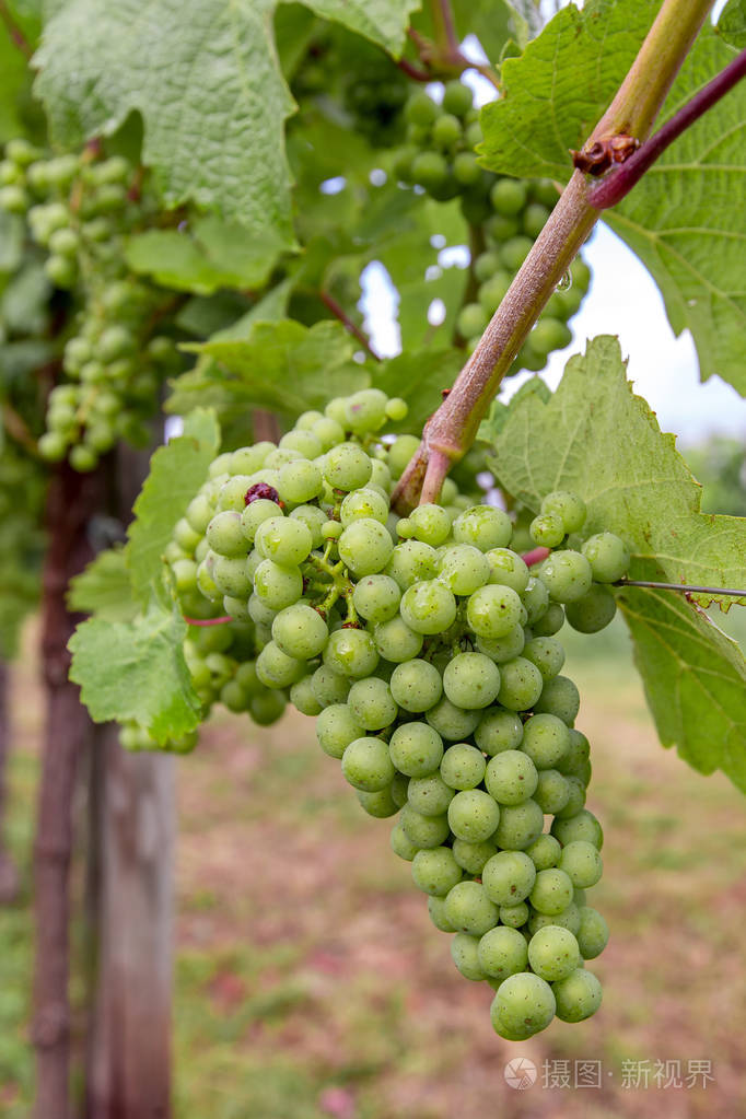 一串绿葡萄对布什