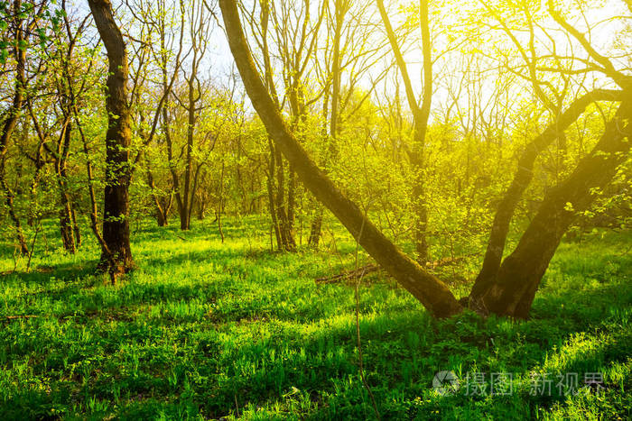 阳光明媚的一天,美丽的春天森林