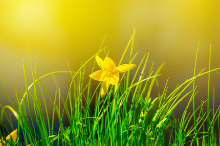阳光下美丽的春黄花