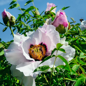 一种美丽的花朵，像牡丹在夏天的花园里。