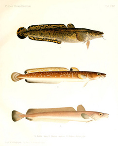 鱼的插图。斯堪的纳维亚鱼类的历史
