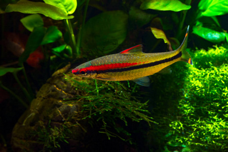 s Barbs Puntius denisonii in planted tropical aquarium