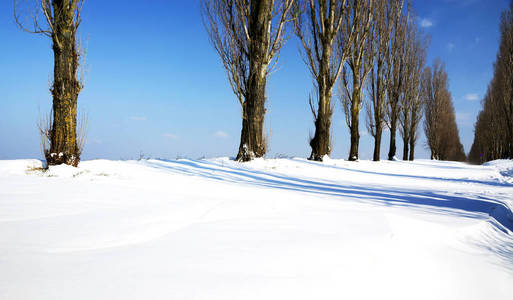 有树的雪冬路