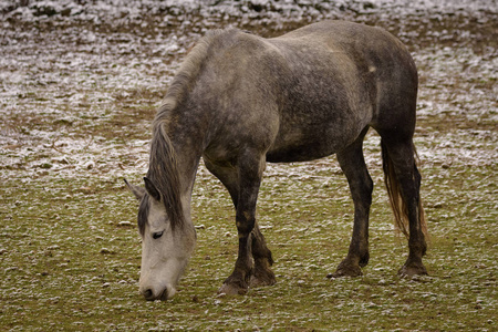 雪覆盖的草地上的马