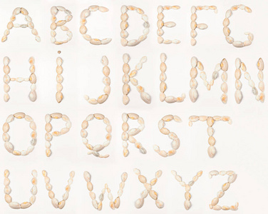 白色背景的贝壳字母英语字母英语字母英语字母英语背景的孤立字母教育