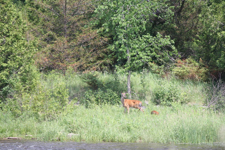 白尾鹿和小鹿在一条小溪流附近的树林里前进