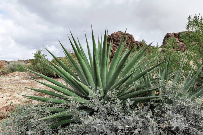 沙漠大热带芦荟植物
